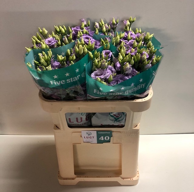 Lisianthus du corelli lavender.jpg